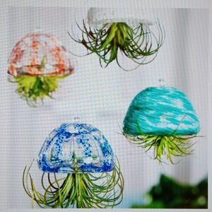 New Spider Air Plant‎ Decor Beautiful Addition To Your Home By Evergreen.…